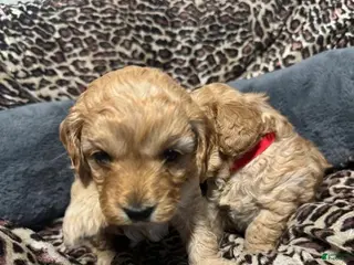 Cavapoo dogs Marvin - Ad 10