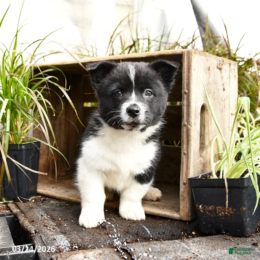 Mixed Breed dogs Oreo - Ad 2