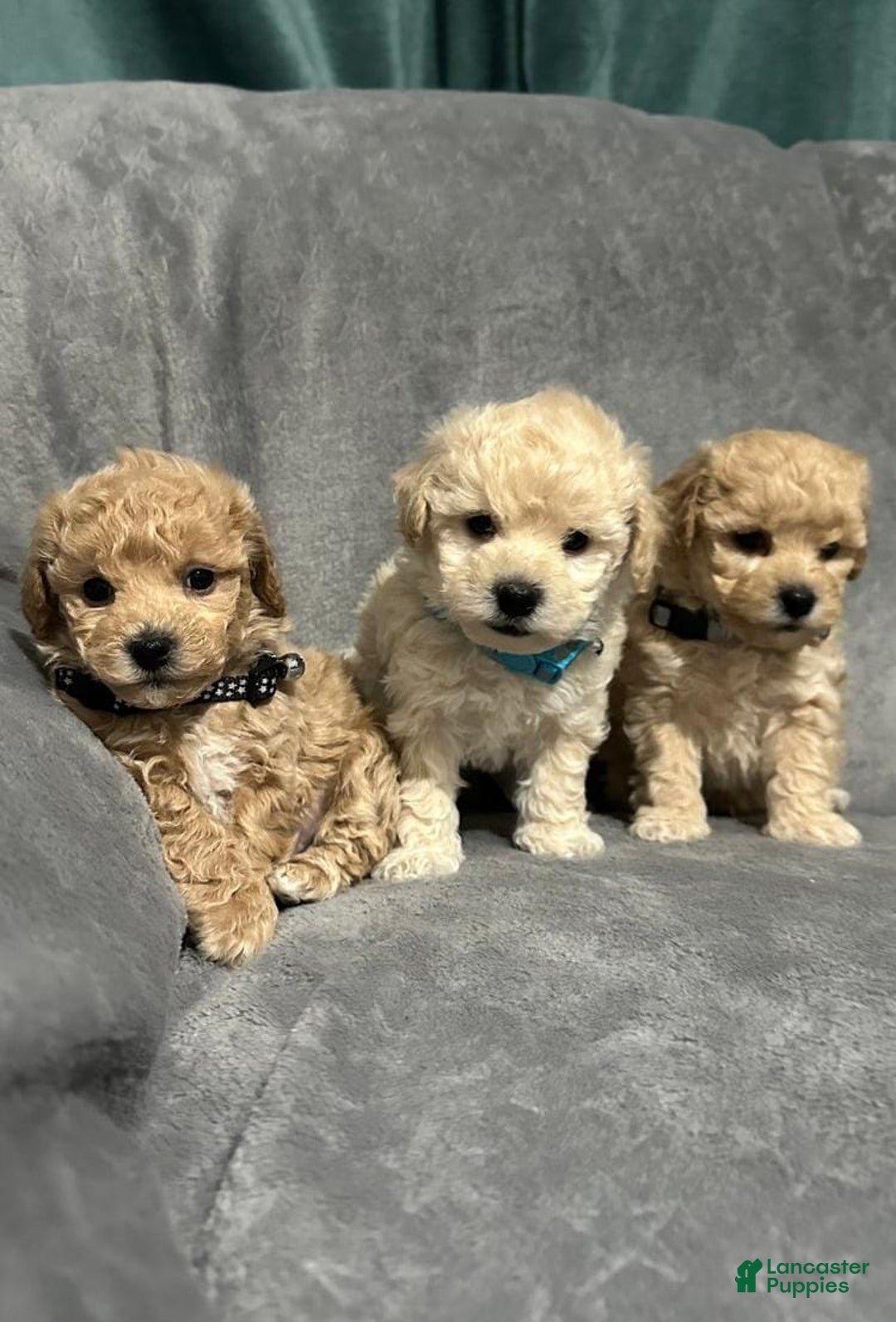 Maltipoo dogs for sale: Sam - Ad 5