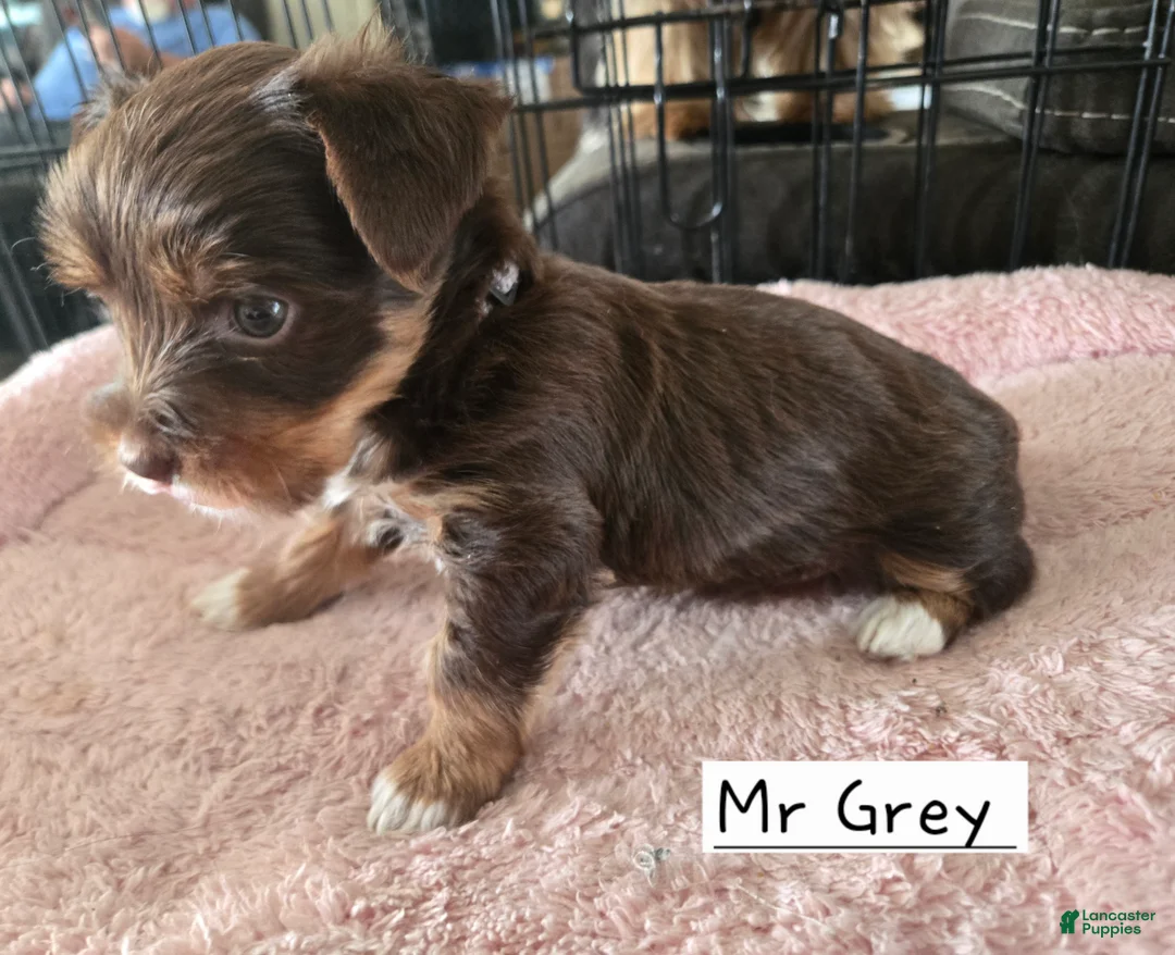 Yorkshire Terrier dogs for sale: Yorkshire Terrier Puppy 2 - Ad 4