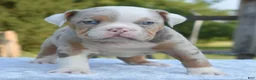 Mixed Breed dogs for sale: Maggie mini hybrid bulldog  - Ad 13