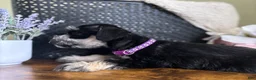 Miniature Schnauzer dogs for sale: Rosie - Ad 11