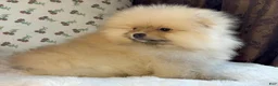 Pomeranian dogs for sale: Pomeranian Puppy Teddy - Ad 4