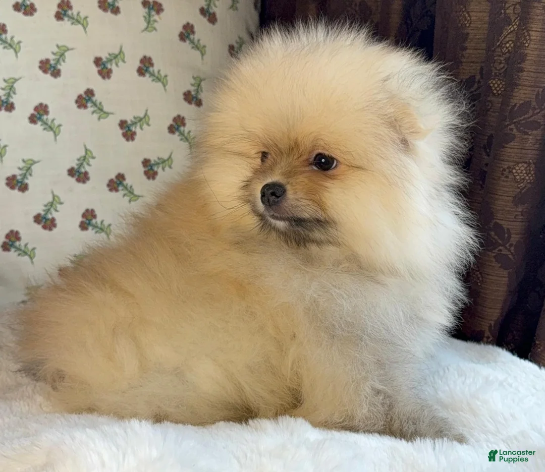 Pomeranian dogs for sale: Pomeranian Puppy Teddy - Ad 4