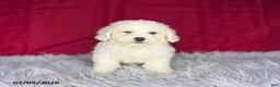Bichon Frise dogs for sale: Jojo - Ad 3