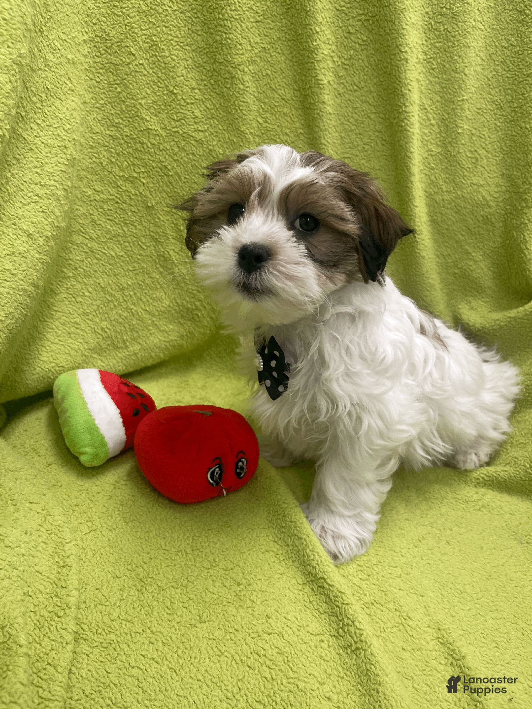 Malshi dogs for sale: Max - Ad 3