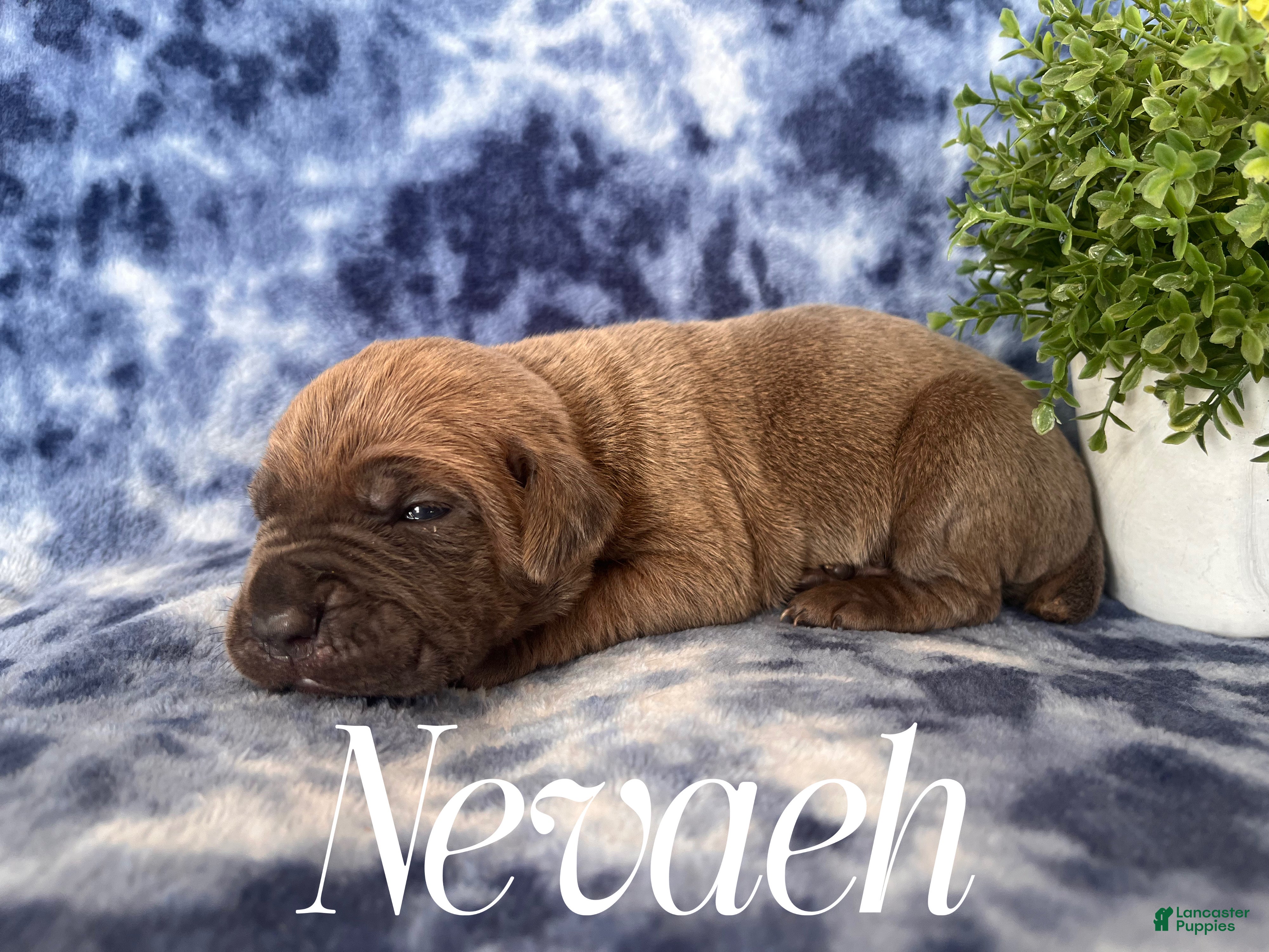 Cane Corso dogs Nevaeh - Ad 17