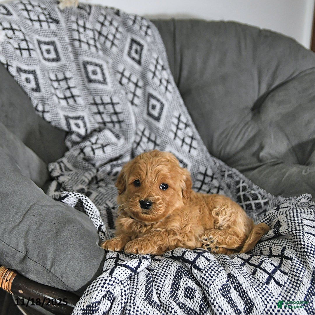 Mini Goldendoodle dogs for sale: Elf - Ad 9