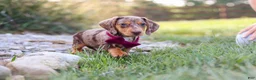 Miniature Dachshund dogs for sale: Buddy - Ad 3