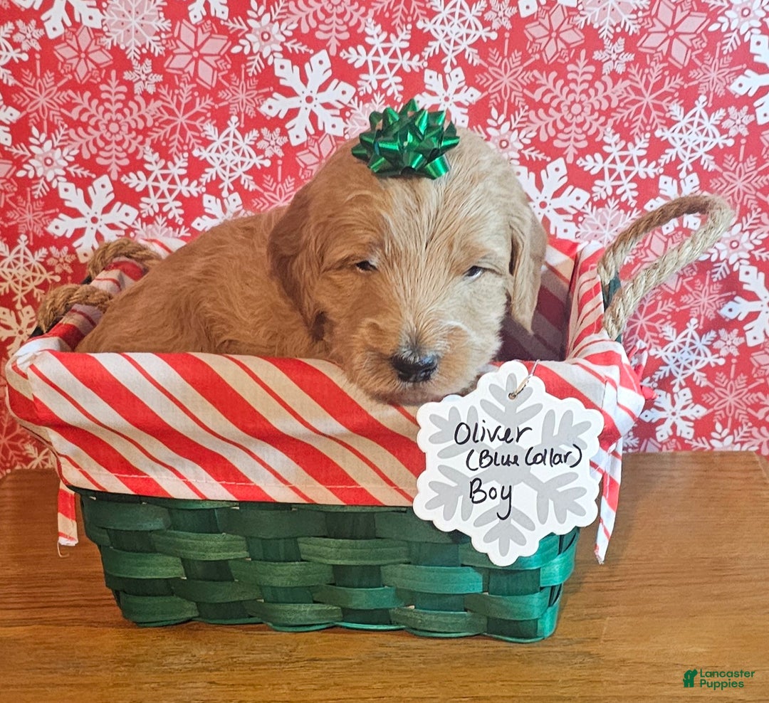 Mixed Breed dogs for sale: Reba - Ad 6