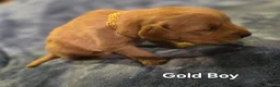 Golden Retriever dogs for sale: Gold Boy - Ad 5