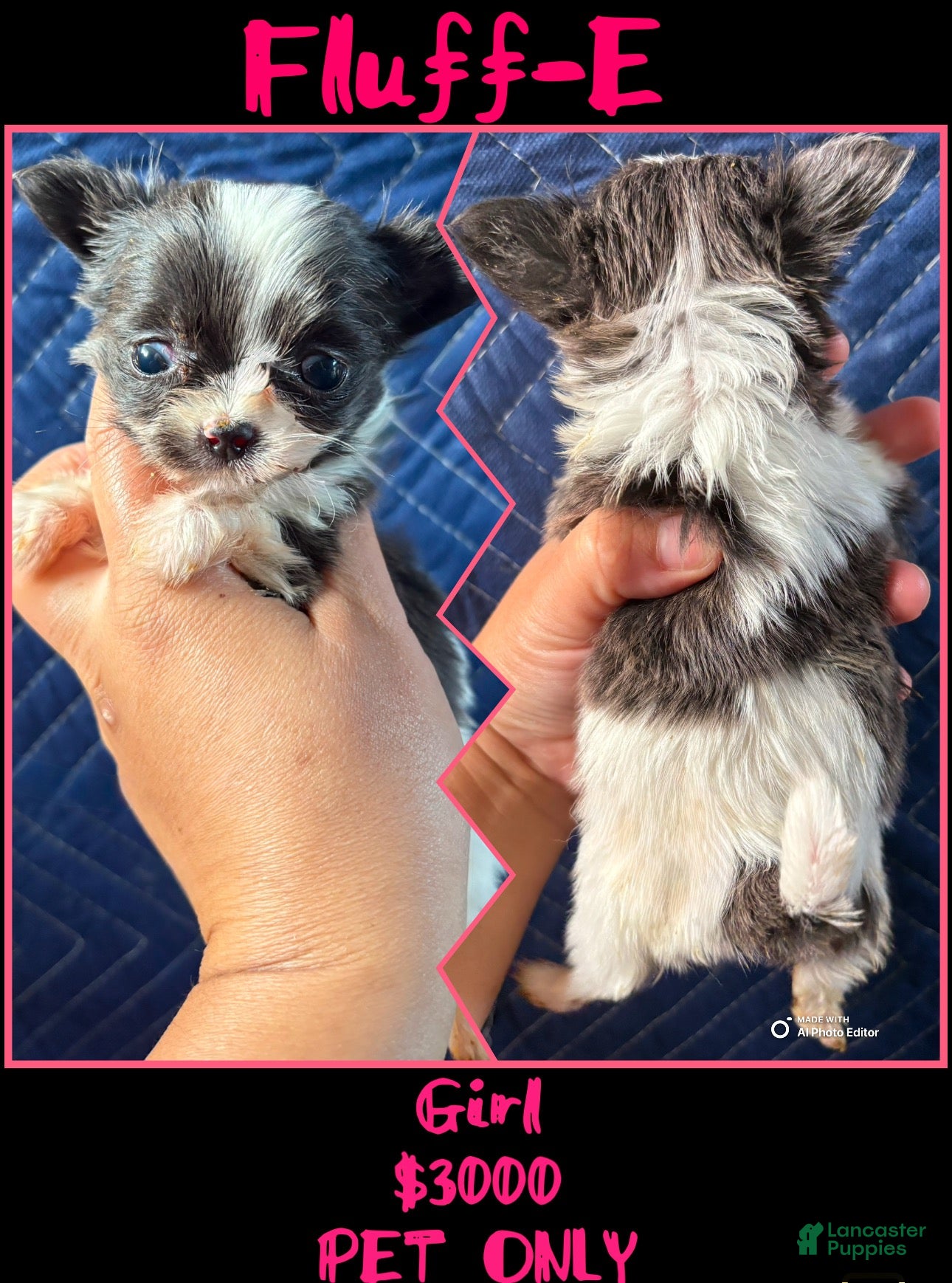 Chihuahua dogs  Fluff-E - Ad 3