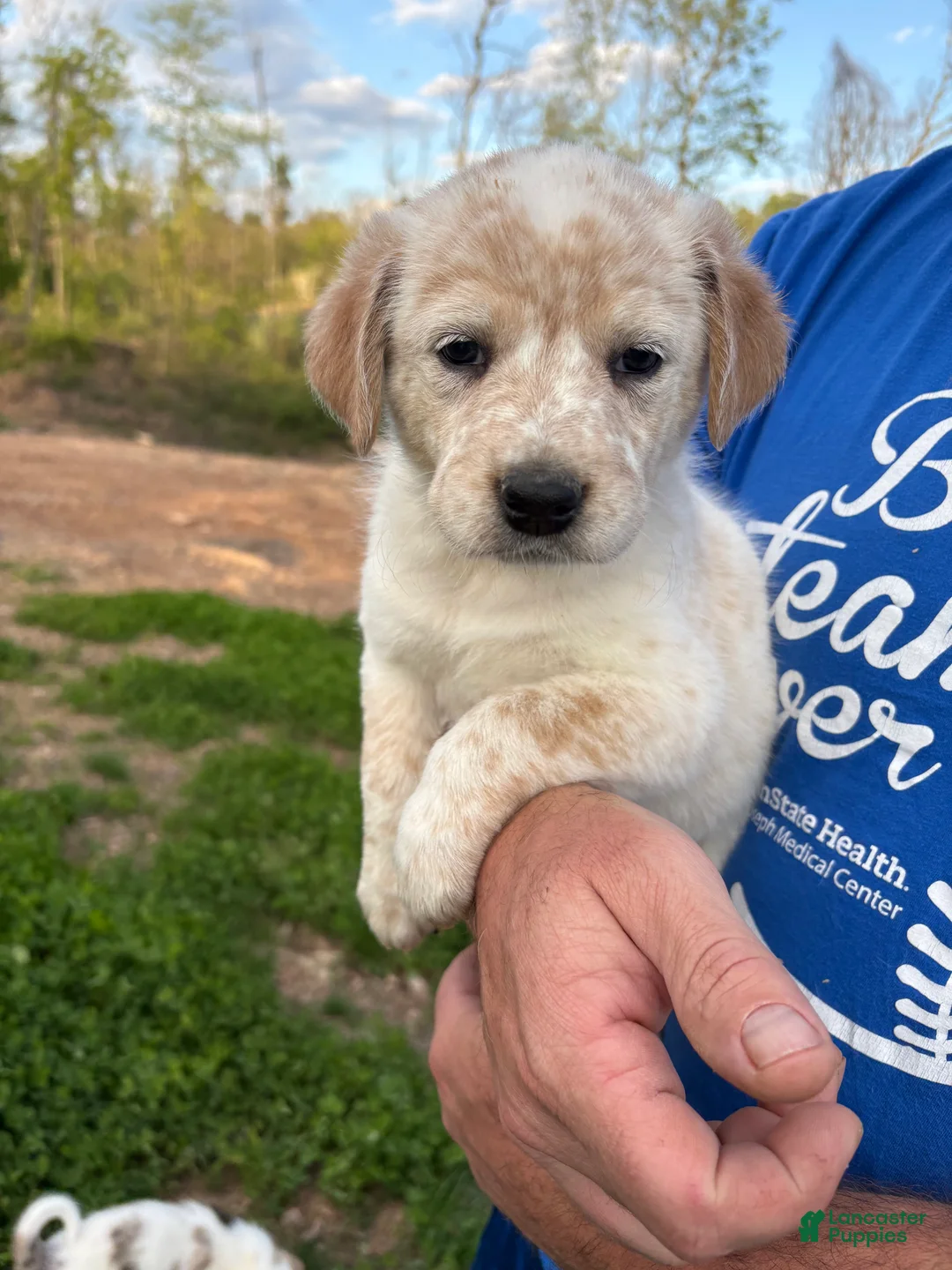 Mixed Breed dogs for sale: Daisy - Ad 2