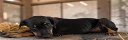 Catahoula Leopard Dog dogs for sale: Gypsie 2026 Female 2 - Ad 8