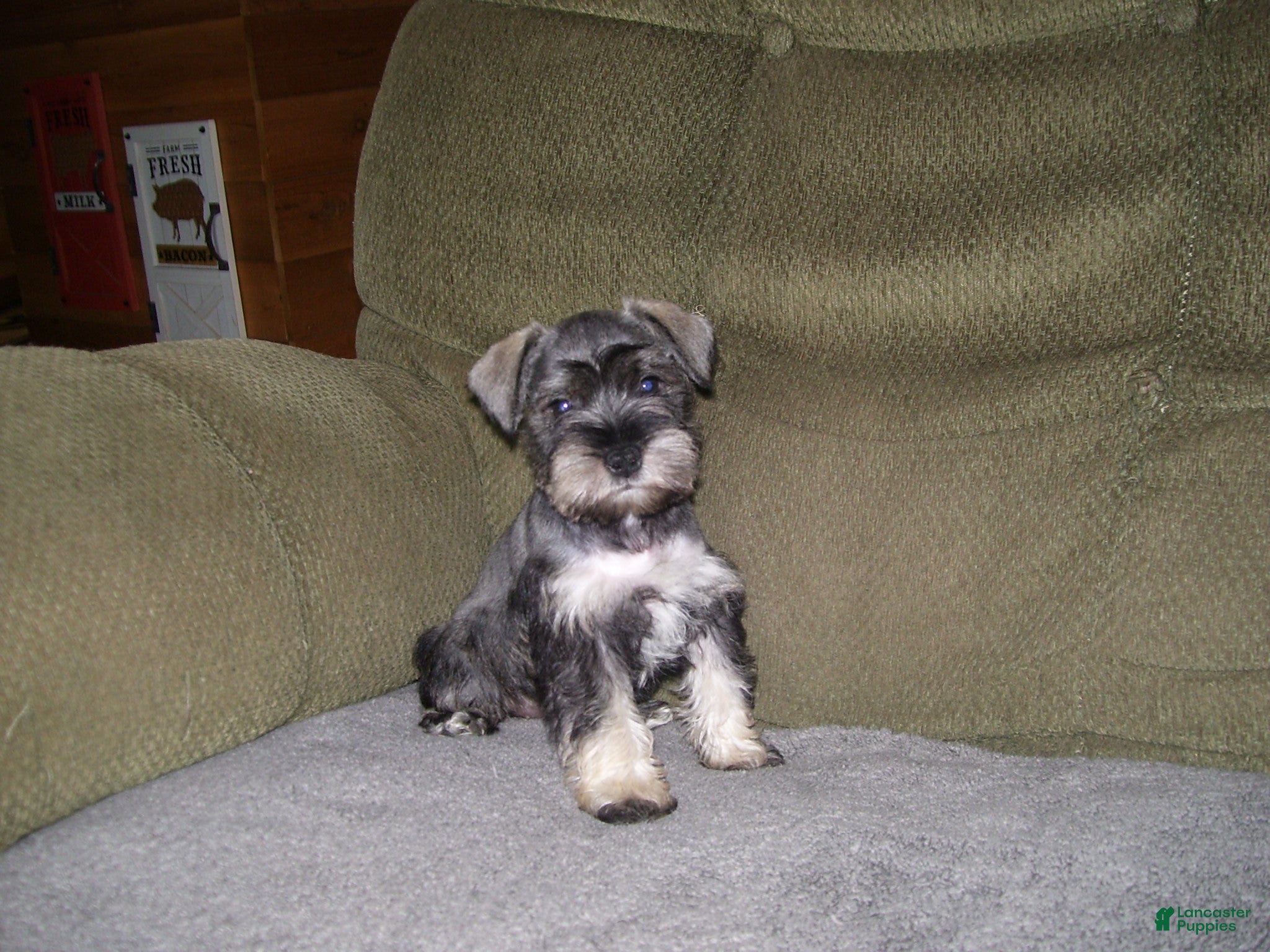 Miniature Schnauzer dogs for sale: LUCY - Ad 5