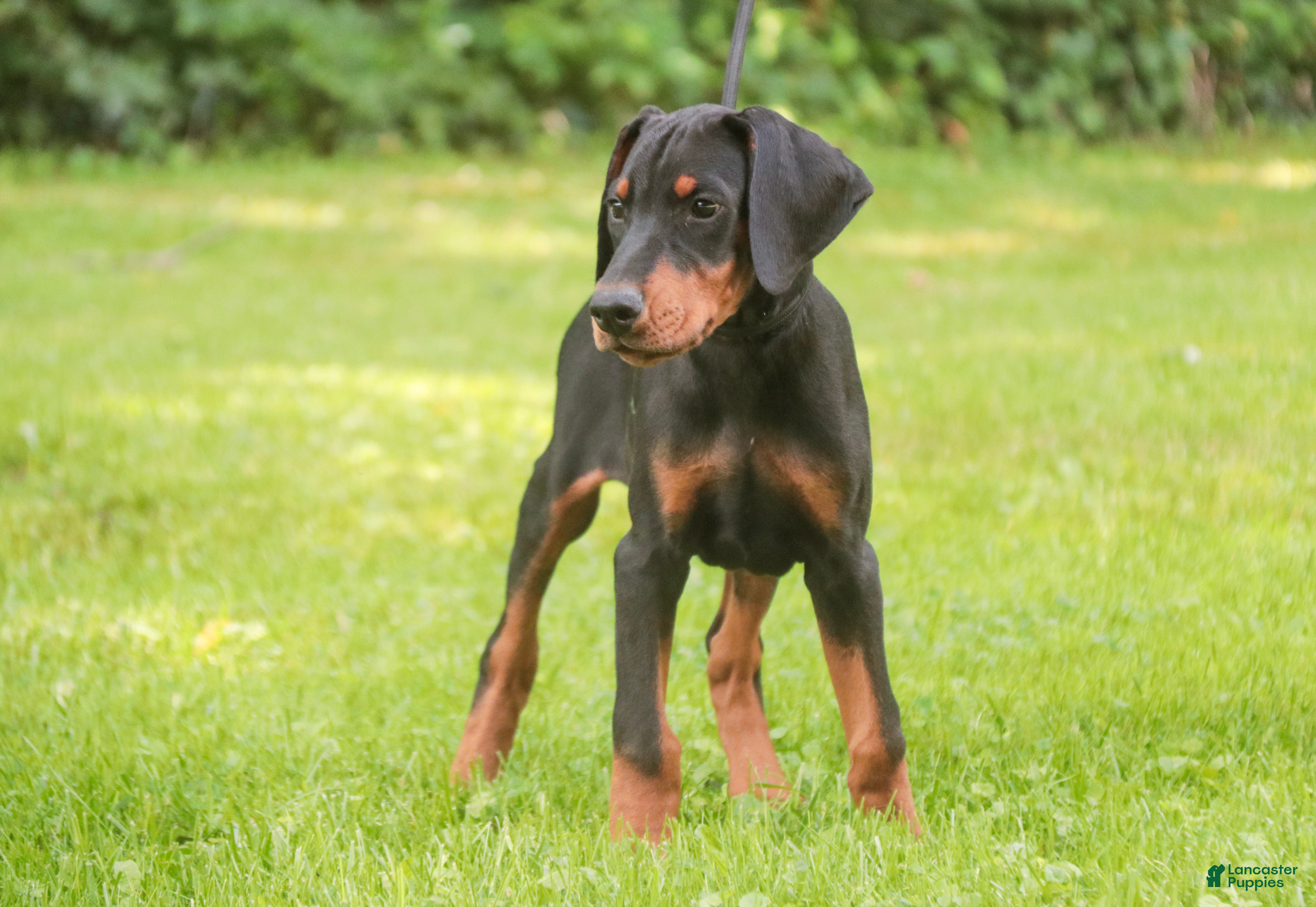 Doberman Pinscher dogs Griffin - Ad 2