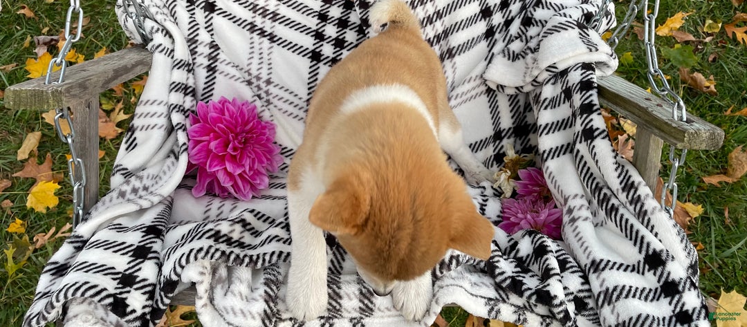Shiba Inu dogs for sale: Striper  - Ad 3