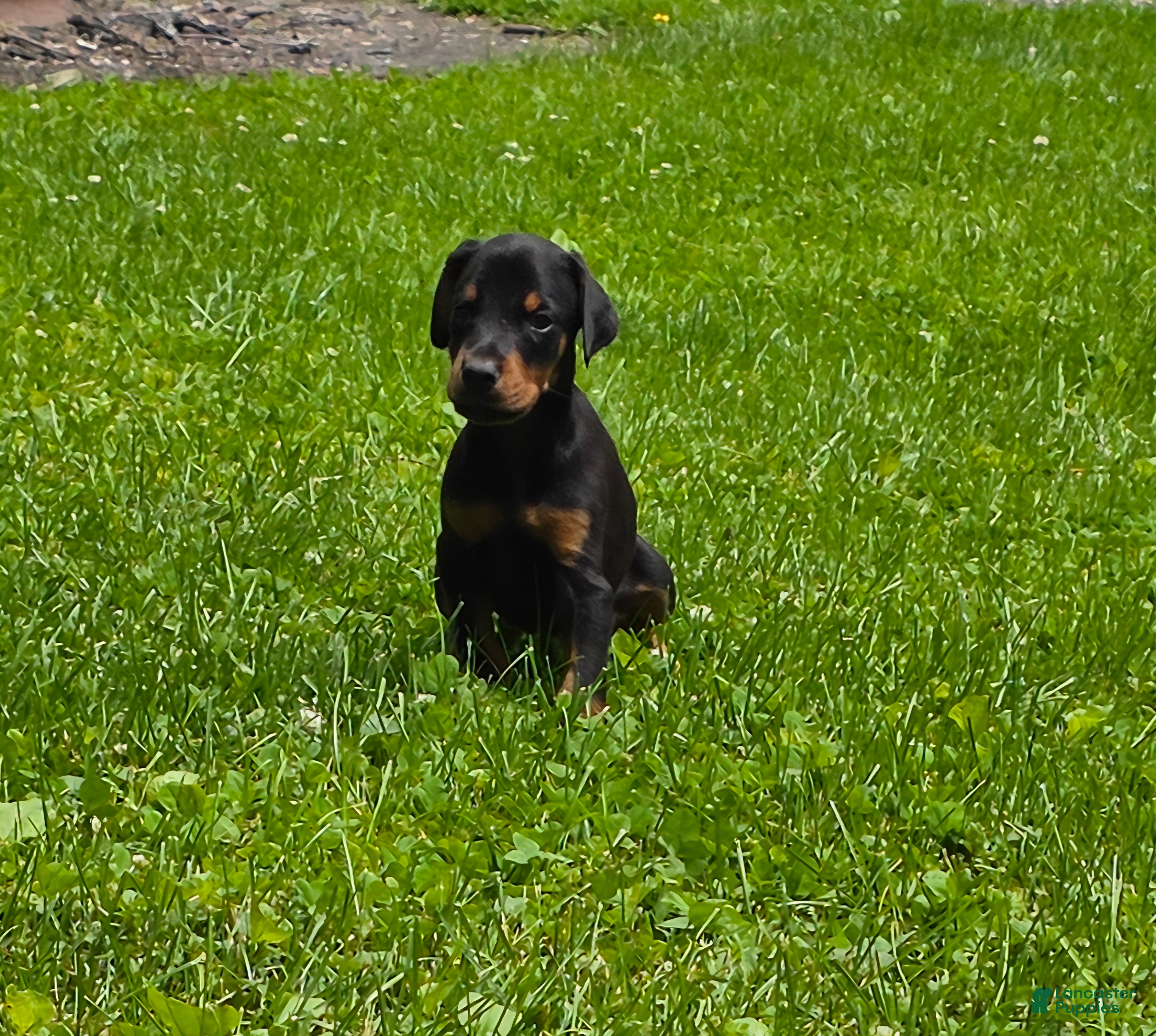 Doberman Pinscher dogs Griffin - Ad 2
