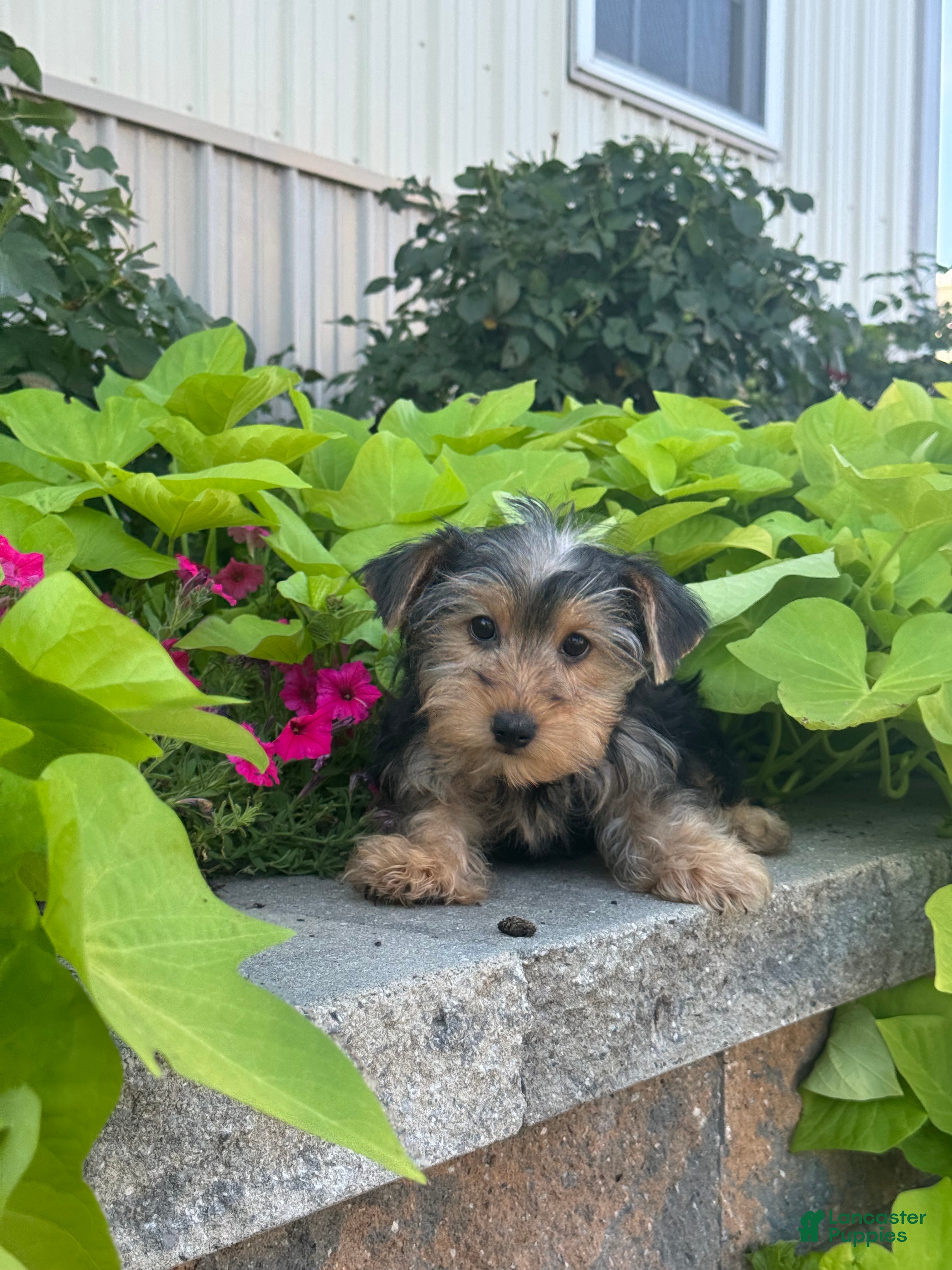 Yorkshire Terrier dogs Yolonda - Ad 29