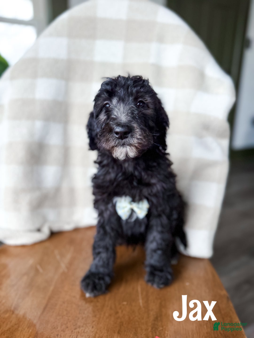 Aussiedoodle dogs for sale: Jax - Ad 1