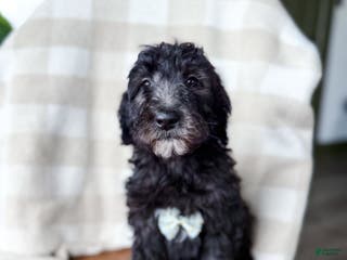 Aussiedoodle dogs Jax - Ad 13