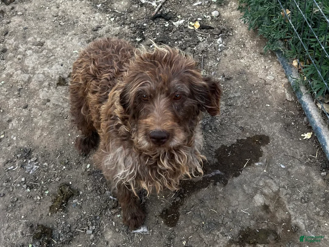 Mixed Breed dogs for sale: Golden Doodle - Ad 2