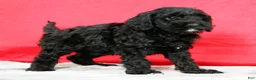 Cavapoo dogs for sale: Dorthea - Ad 5