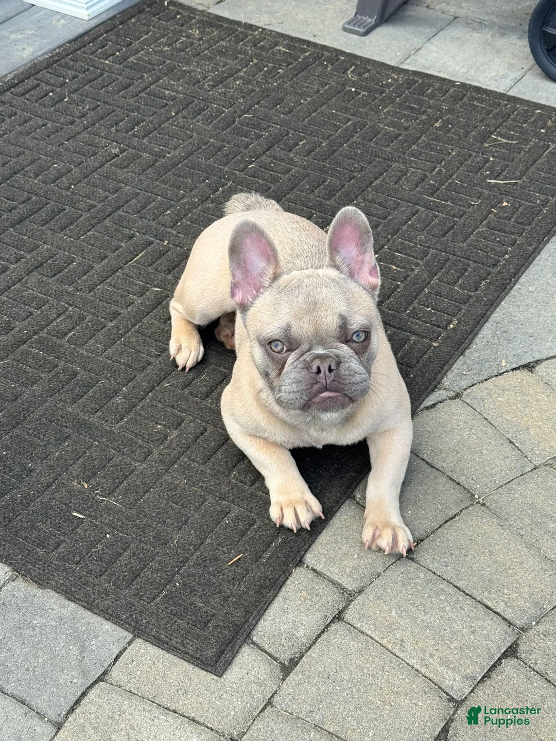 French Bulldog dogs for sale: Blessing - Ad 20