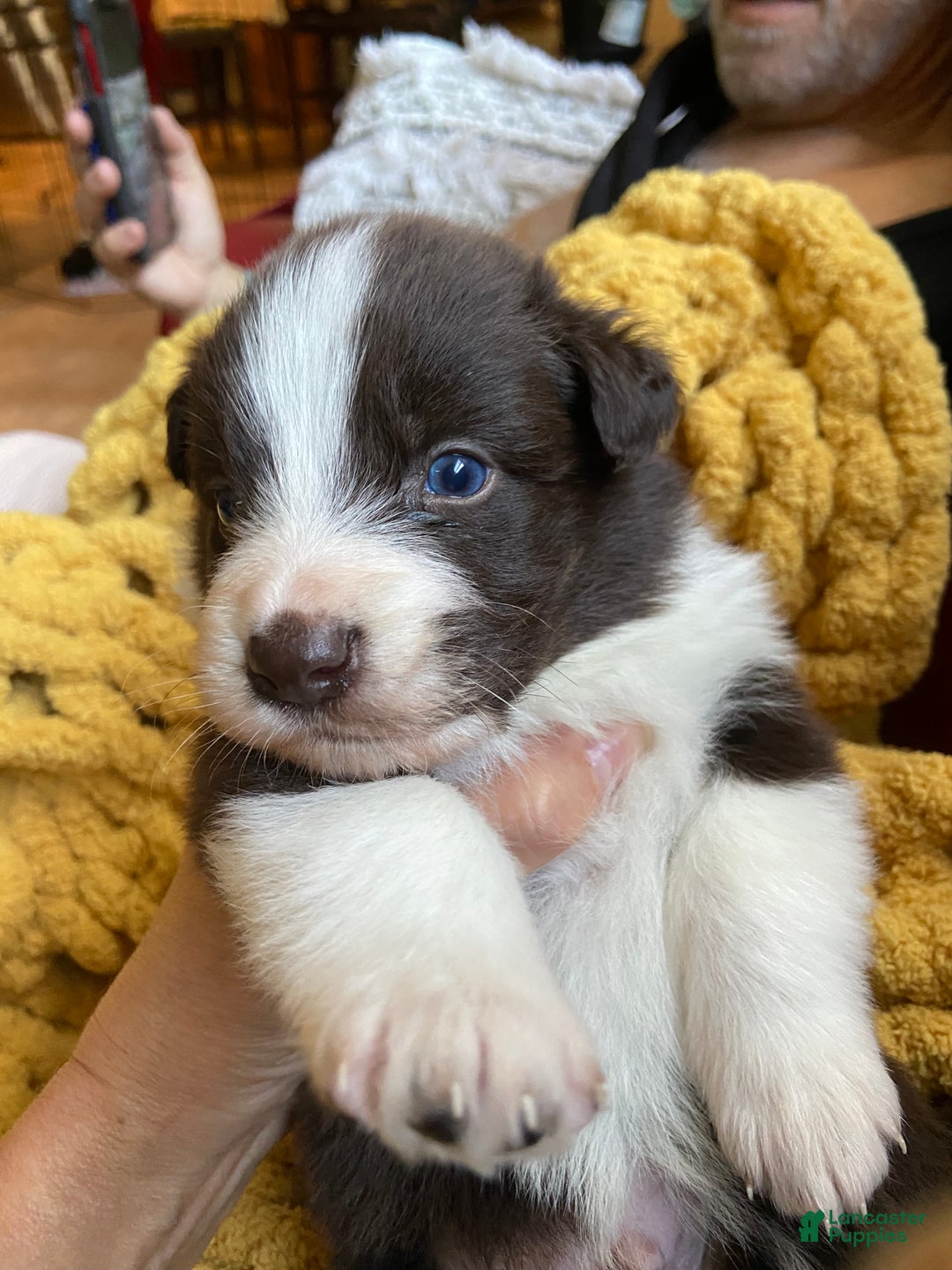 Mixed Breed dogs for sale: Mixed Breed Puppy 4 - Ad 3