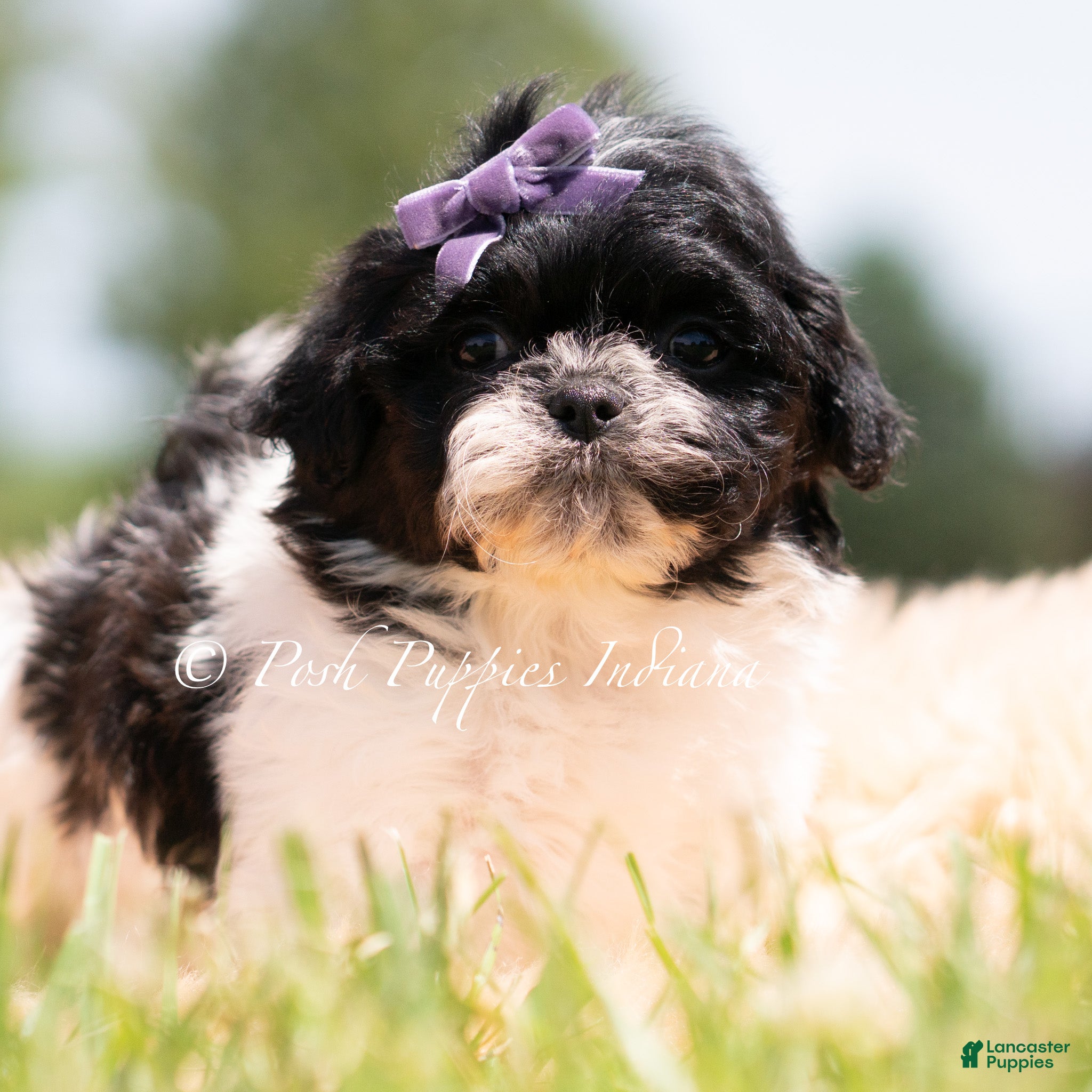 Shih Tzu dogs Zoa - Ad 19