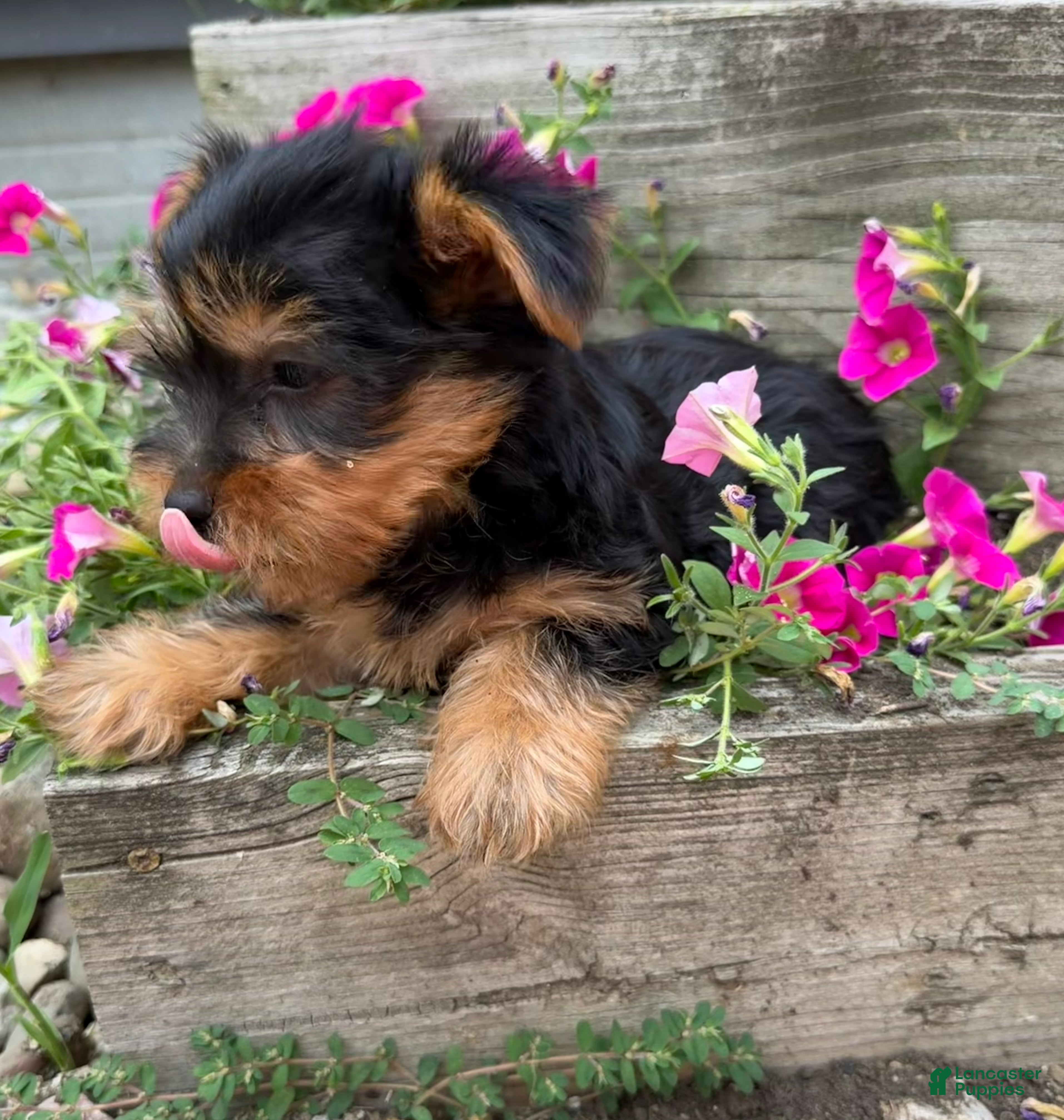 Yorkshire Terrier dogs Ruby - Ad 1