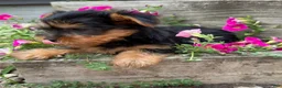 Yorkshire Terrier dogs for sale: Ruby - Ad 1