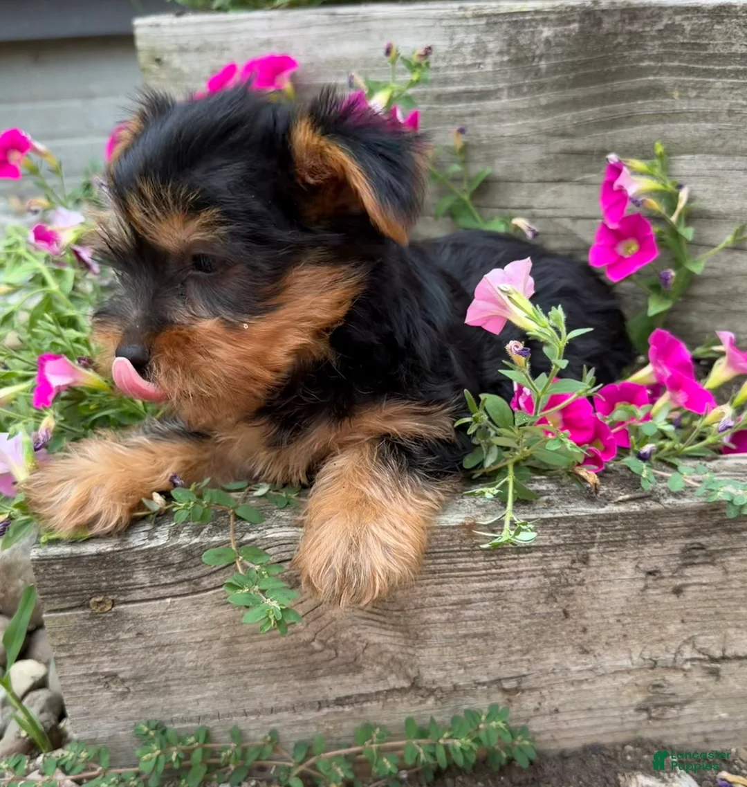 Yorkshire Terrier dogs for sale: Ruby - Ad 1