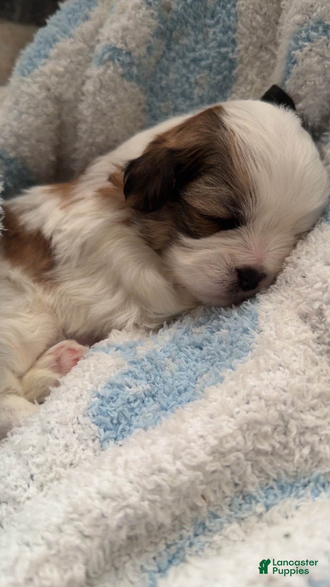 Shihpoo dogs for sale: Shihpoo Puppy 2 - Ad 7