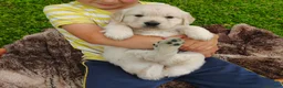 Golden Retriever dogs for sale: Bella - Ad 6
