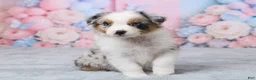 Australian Shepherd dogs for sale: Max - Ad 5