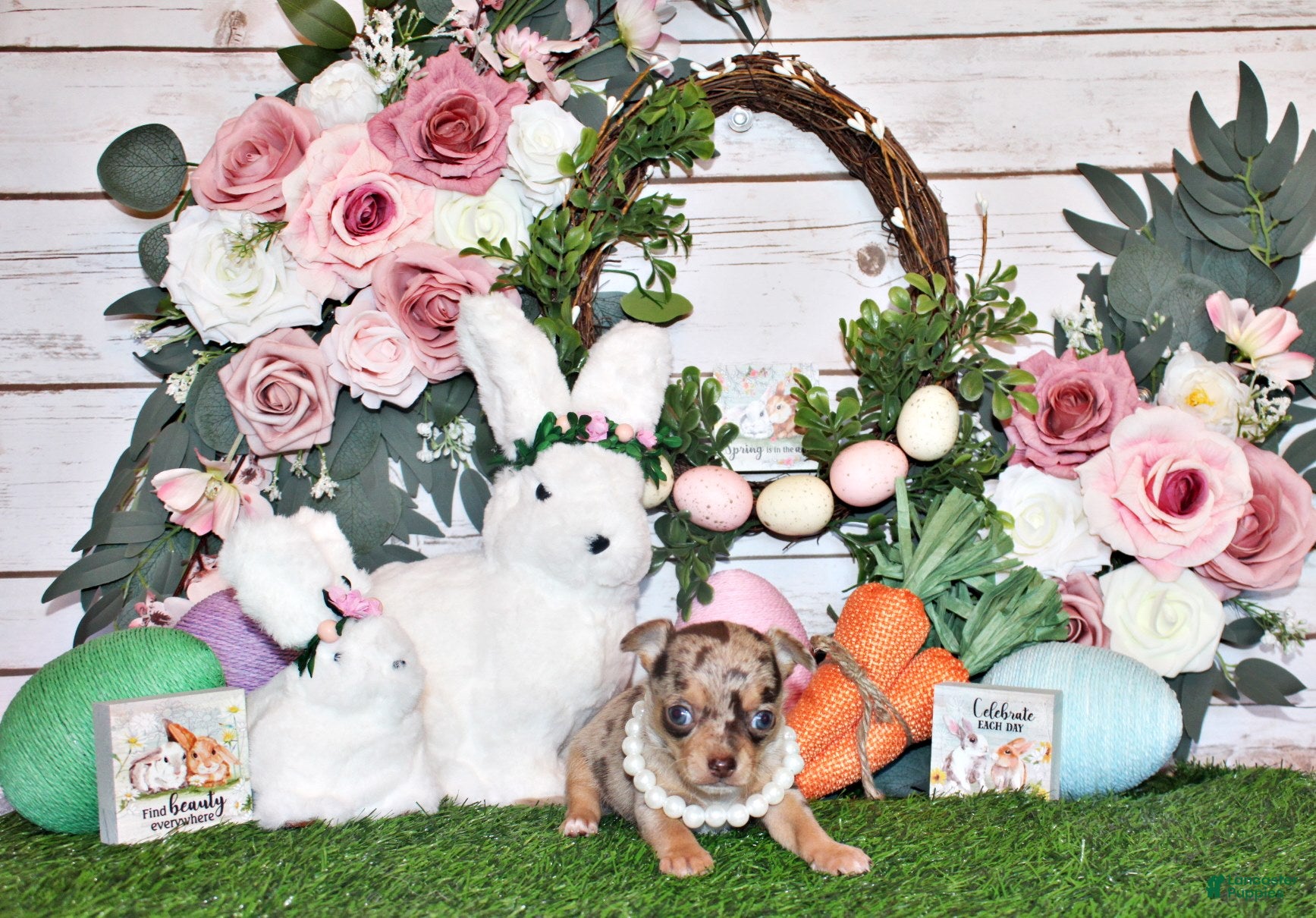 Chihuahua dogs Prima - Ad 2