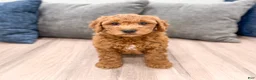 Mini Goldendoodle dogs for sale: Isabella - Ad 2
