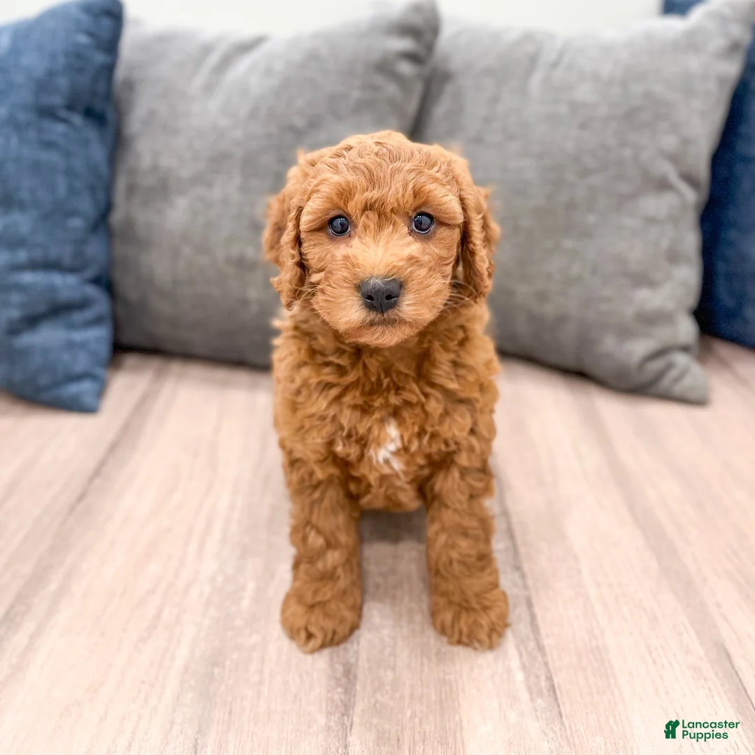 Mini Goldendoodle dogs for sale: Isabella - Ad 2