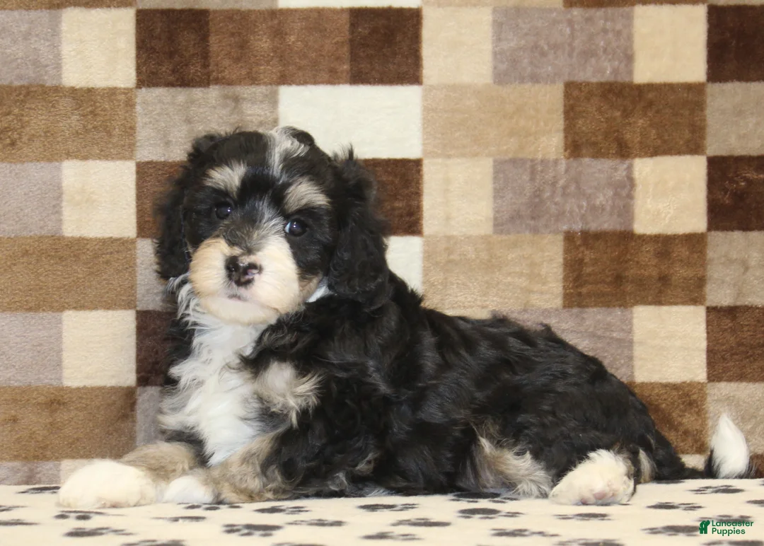 Mini Bernedoodle dogs for sale: AJ - Ad 9