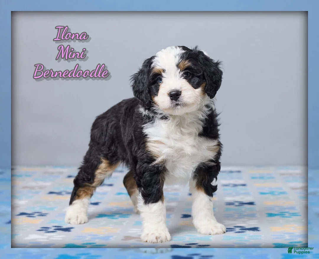 Mini Bernedoodle dogs for sale: Ilona - Ad 1