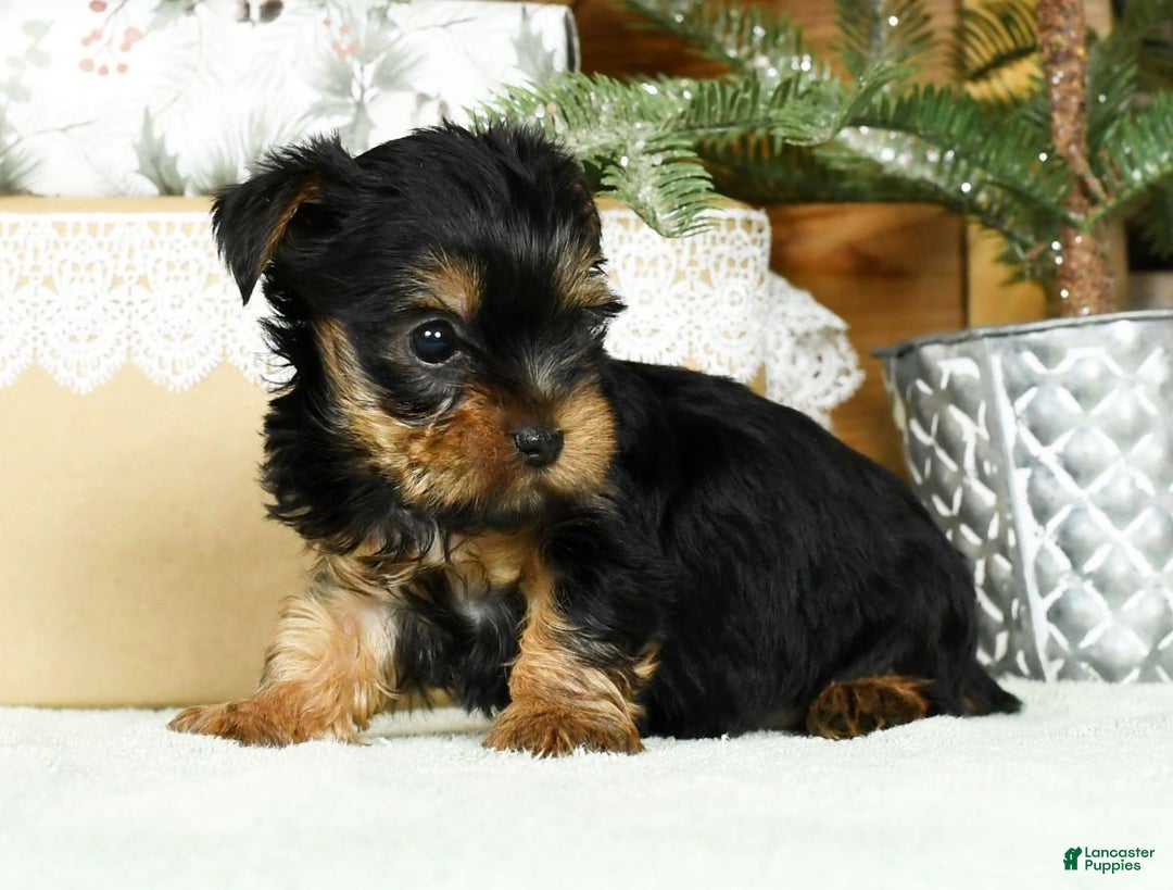 Yorkshire Terrier dogs for sale: Beck - Ad 9
