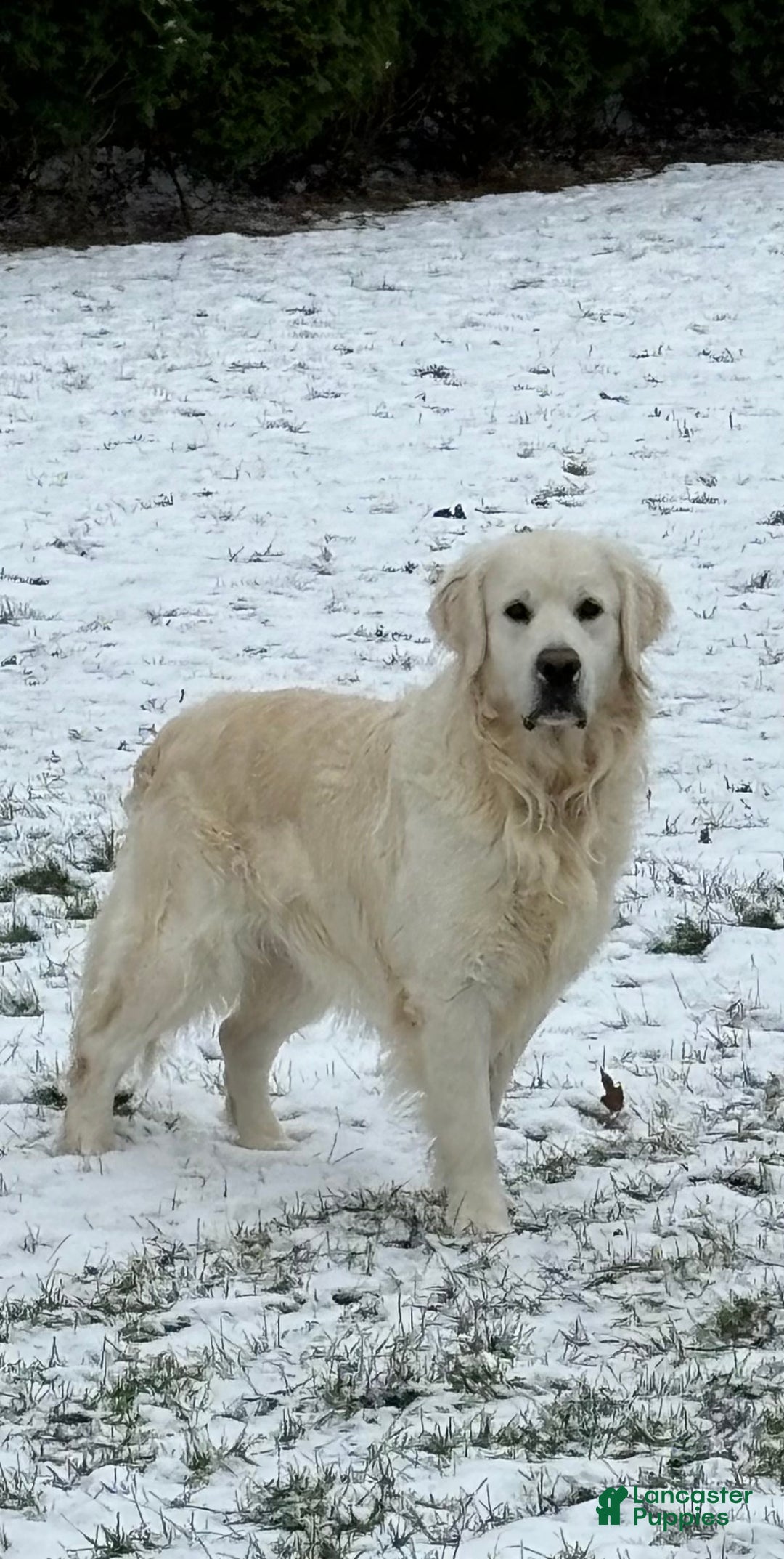 Golden Retriever dogs for sale: Kyle - Ad 3