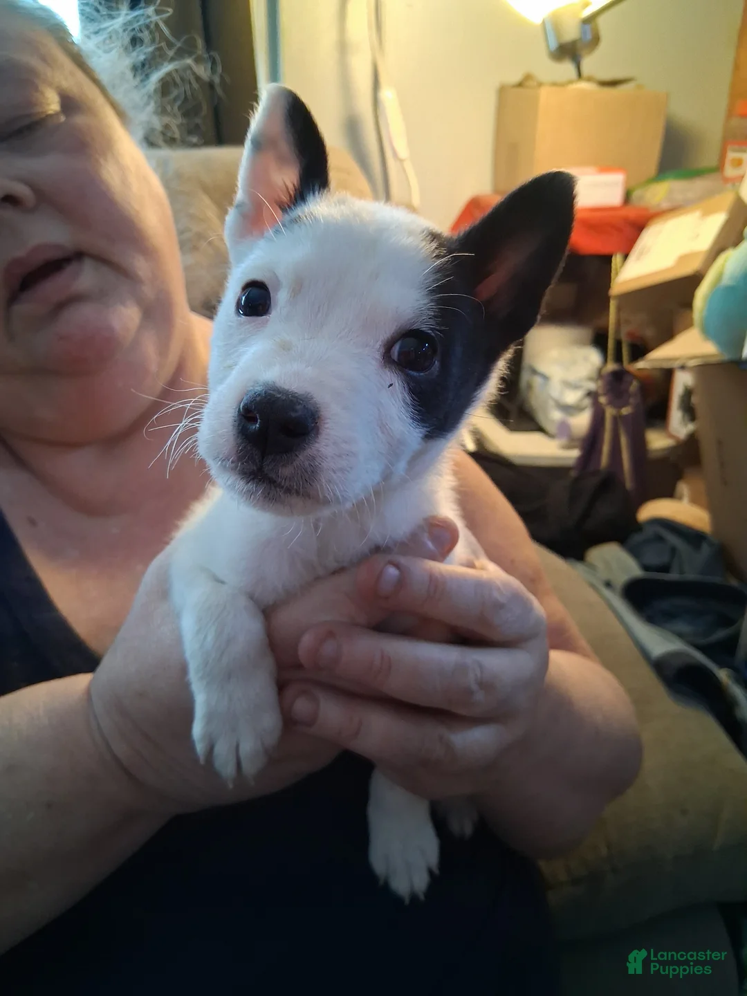 Mixed Breed dogs for sale: Mixed Breed Puppy 1 - Ad 1