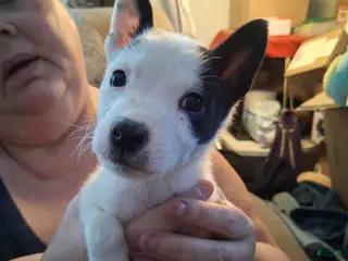 Mixed Breed dogs Mixed Breed Puppy 1 - Ad 34