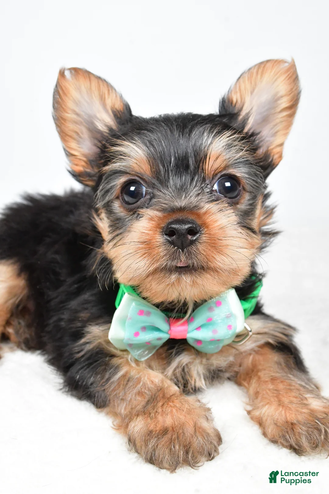 Yorkshire Terrier dogs for sale: Theo - Ad 3