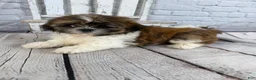 Shih Tzu dogs for sale: Clarice - Ad 6