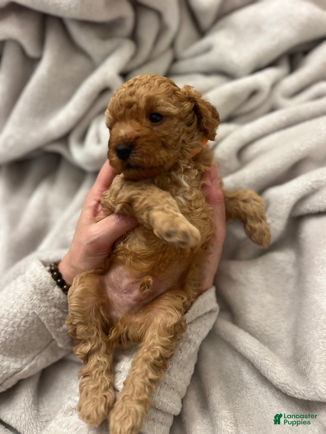 Toy Poodle dogs for sale: Michelangelo - Ad 3