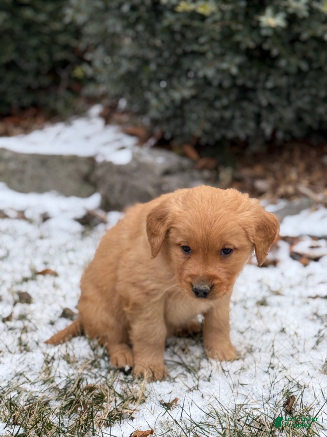 Golden Retriever dogs for sale: Sindy - Ad 6
