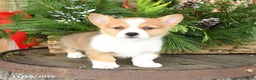 Welsh Corgi Pembroke dogs for sale: Abel - Ad 3